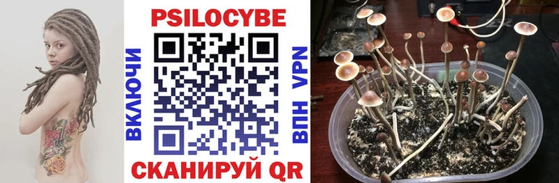 Псилоцибиновые грибы Cubensis  Купить где  Елизово 